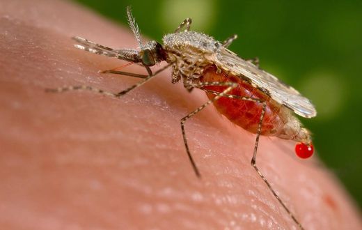 Malaria deaths drop below half a million, Africa makes progress -WHO