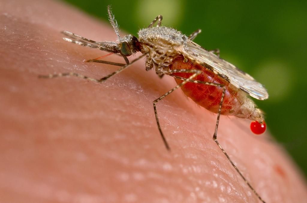 Malaria deaths drop below half a million, Africa makes progress -WHO