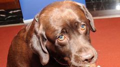 Allie Carter was shot by a chocolate Labrador