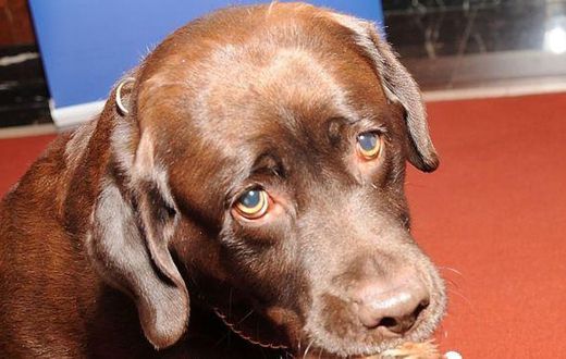 Allie Carter was shot by a chocolate Labrador