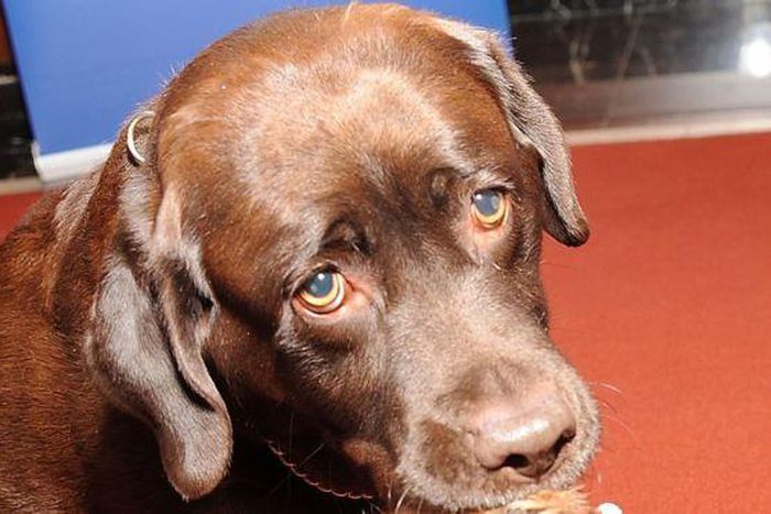 Allie Carter was shot by a chocolate Labrador
