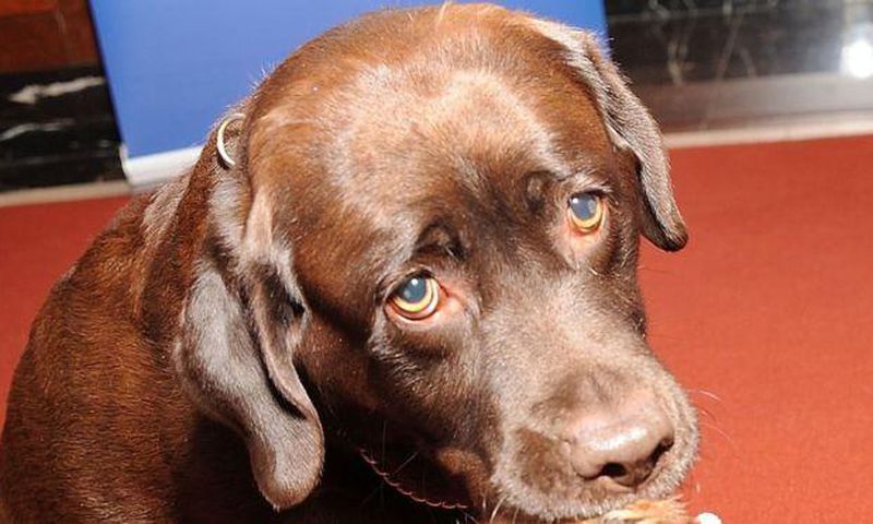 Allie Carter was shot by a chocolate Labrador