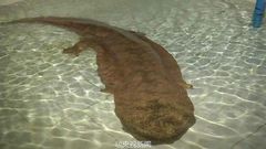 ___4466555___https:______static.pulse.com.gh___webservice___escenic___binary___4466555___2015___12___15___17___giant-salamander-2