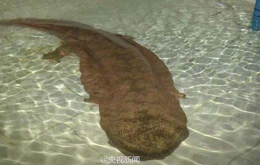 ___4466555___https:______static.pulse.com.gh___webservice___escenic___binary___4466555___2015___12___15___17___giant-salamander-2