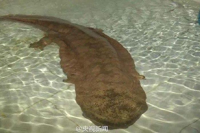 ___4466555___https:______static.pulse.com.gh___webservice___escenic___binary___4466555___2015___12___15___17___giant-salamander-2