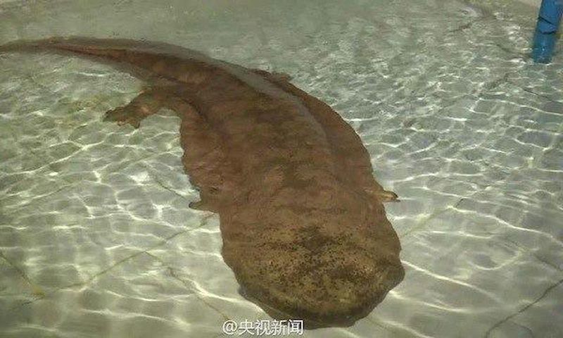 ___4466555___https:______static.pulse.com.gh___webservice___escenic___binary___4466555___2015___12___15___17___giant-salamander-2