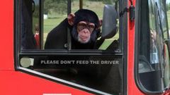 Monkey goes viral after stealing a bus while its driver was asleep