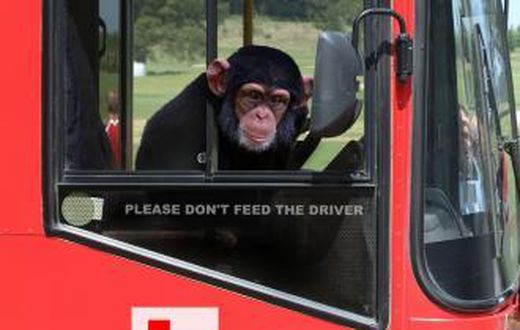 Monkey goes viral after stealing a bus while its driver was asleep