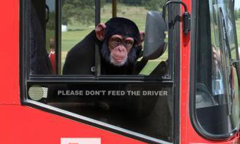 Monkey goes viral after stealing a bus while its driver was asleep