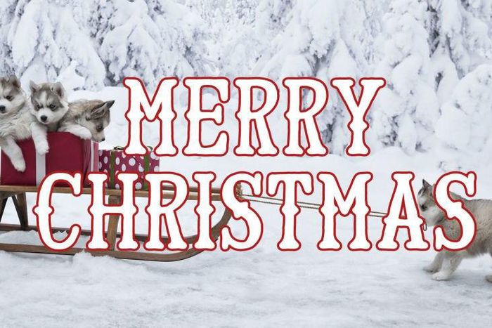 ___4487416___https:______static.pulse.com.gh___webservice___escenic___binary___4487416___2015___12___22___12___gallery-1450477244-landscape-1450470392-merryxmasdogs