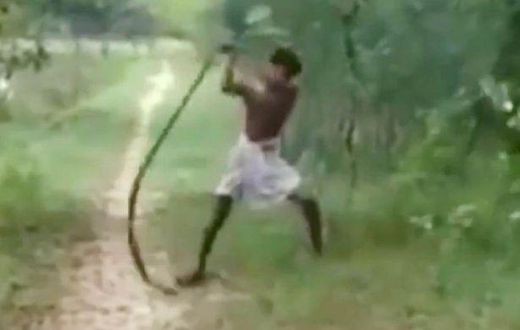___4440392___https:______static.pulse.com.gh___webservice___escenic___binary___4440392___2015___12___8___15___Father-attacks-a-King-Cobra-with-his-bare-hands-after-it-bites-his-son