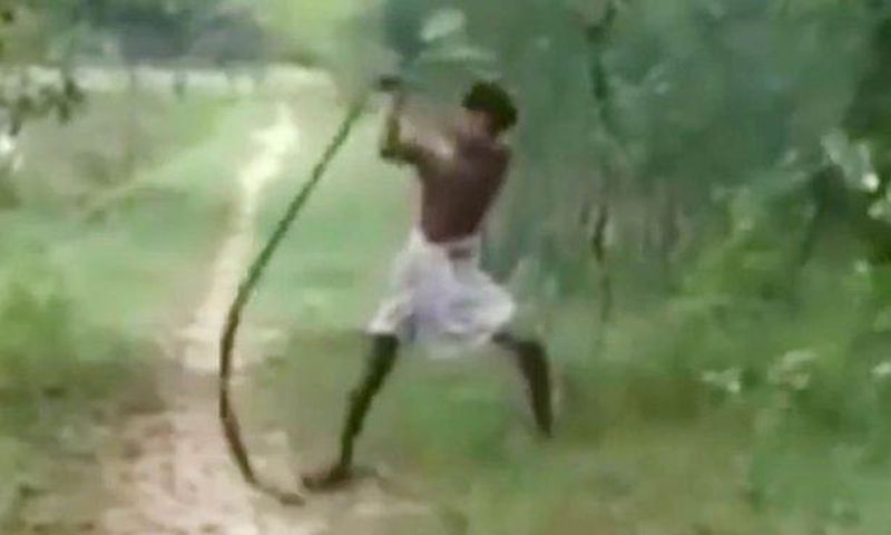 ___4440392___https:______static.pulse.com.gh___webservice___escenic___binary___4440392___2015___12___8___15___Father-attacks-a-King-Cobra-with-his-bare-hands-after-it-bites-his-son