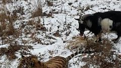 See pictures of Tiger playing with a goat