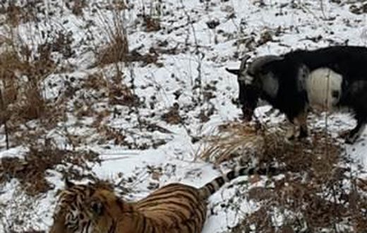 See pictures of Tiger playing with a goat