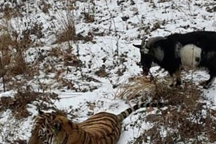 See pictures of Tiger playing with a goat