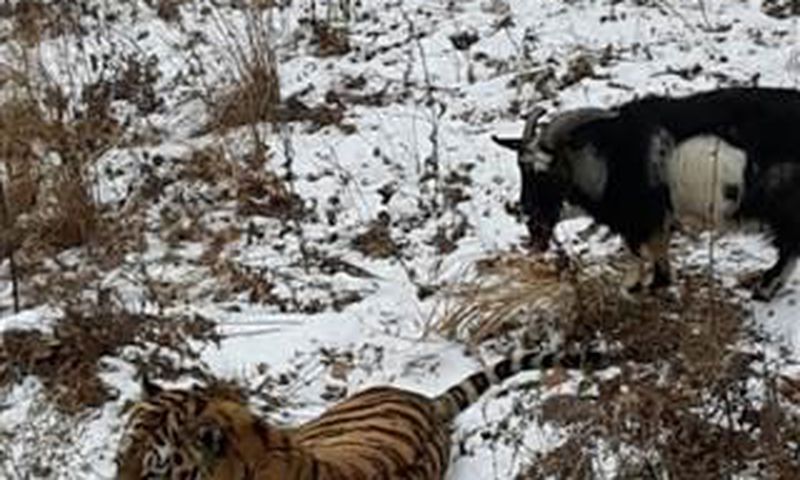 See pictures of Tiger playing with a goat