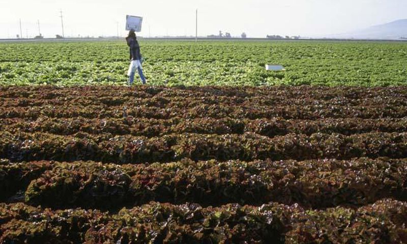 Influx of adulterated fertilizers affecting farmers' produce