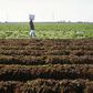Influx of adulterated fertilizers affecting farmers' produce