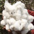 A farmer shows cotton on a farm in Qaha, about 25 km (16 miles) north of Cairo, September 22, 2011. REUTERS/Amr Abdallah Dalsh