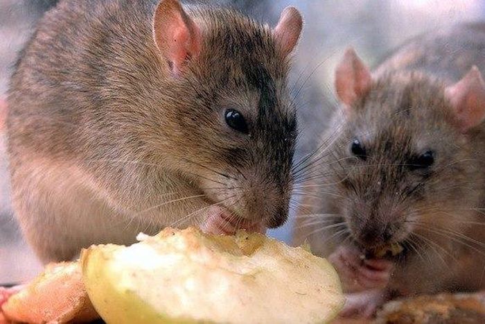 ___4466457___https:______static.pulse.com.gh___webservice___escenic___binary___4466457___2015___12___15___17___stream_img