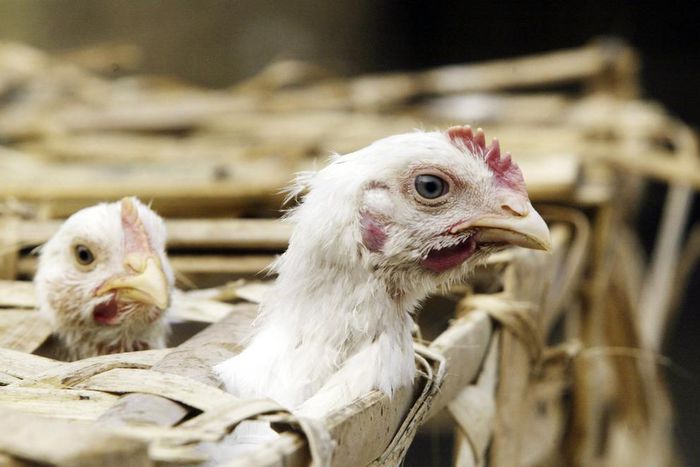 France detects first bird flu outbreak in years