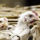 France detects first bird flu outbreak in years