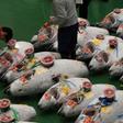 Bidding on tuna at Tokyo's fish market (pictured October 2018 at its reopening) stopped at at a whopping 333.6 million yen for an enormous 278-kilogramme (612-pound) fish