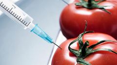 ___3535575___https:______static.pulse.com.gh___webservice___escenic___binary___3535575___2015___3___3___14___tomato