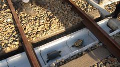 Turtle tunnels built to help tiny animals cross railways safely