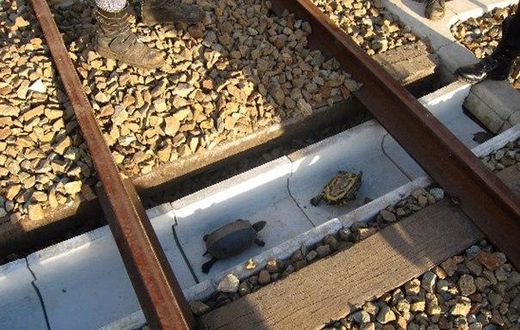 Turtle tunnels built to help tiny animals cross railways safely