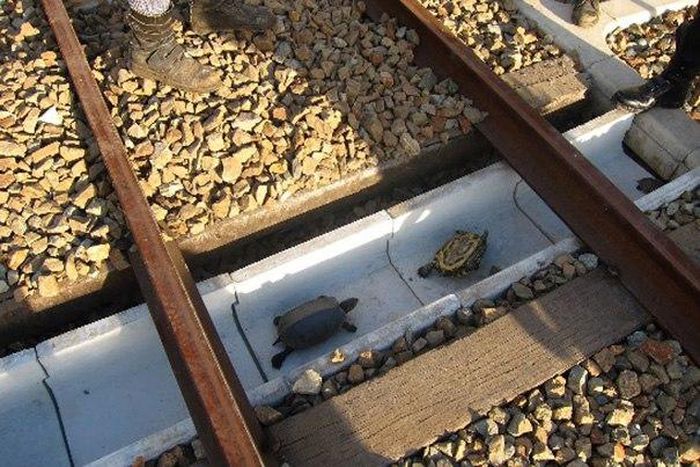 Turtle tunnels built to help tiny animals cross railways safely