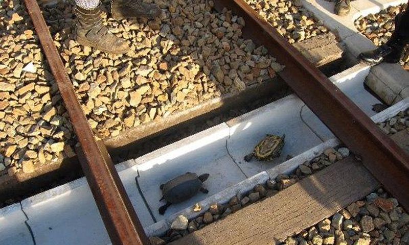 Turtle tunnels built to help tiny animals cross railways safely