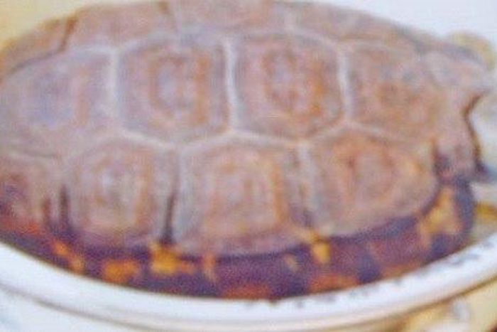 The magical Tortoise