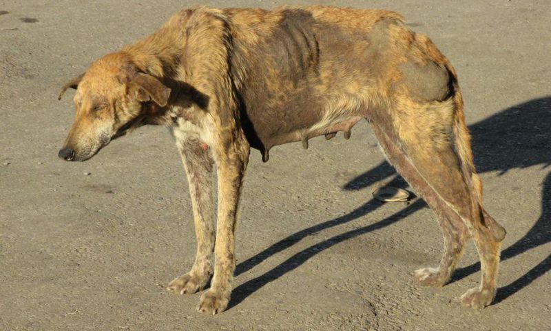 A dog with rabies