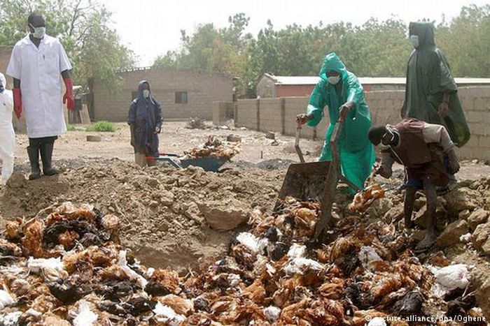 ___4318040___https:______static.pulse.com.gh___webservice___escenic___binary___4318040___2015___11___2___13___birdflu