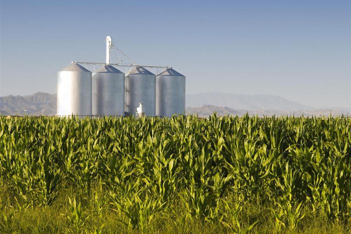 ___4311296___https:______static.pulse.com.gh___webservice___escenic___binary___4311296___2015___10___30___19___Agribusiness-Large