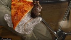 Watch this video of a rat stealing Pizza