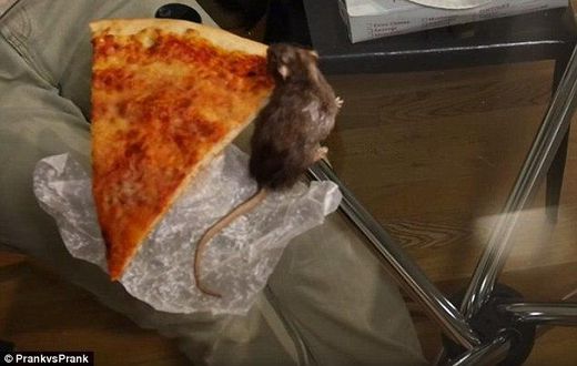 Watch this video of a rat stealing Pizza