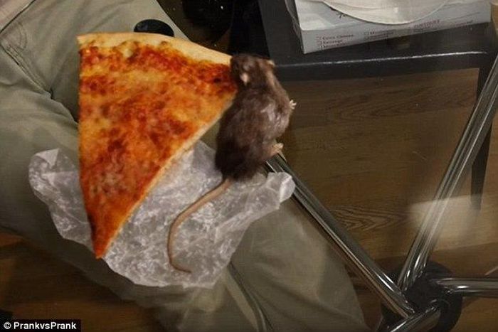 Watch this video of a rat stealing Pizza
