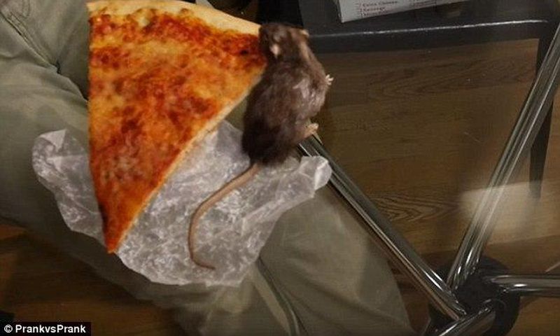 Watch this video of a rat stealing Pizza
