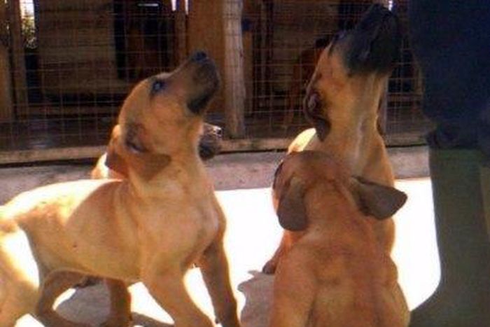 ___4457426___https:______static.pulse.com.gh___webservice___escenic___binary___4457426___2015___12___13___10___ozidg5fo8s2alkn56698b0e4e6f5