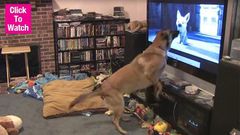 Video of Dog going crazy after seeing another Dog on TV goes viral
