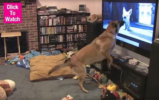 Video of Dog going crazy after seeing another Dog on TV goes viral