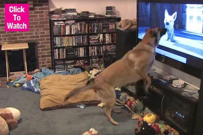 Video of Dog going crazy after seeing another Dog on TV goes viral