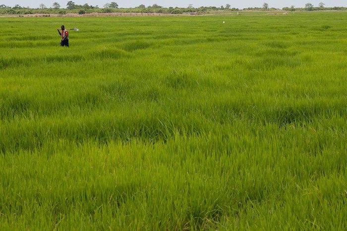 ___4318033___https:______static.pulse.com.gh___webservice___escenic___binary___4318033___2015___11___2___13___Rice1