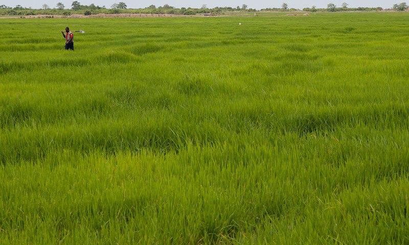 ___4318033___https:______static.pulse.com.gh___webservice___escenic___binary___4318033___2015___11___2___13___Rice1