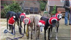Woman goes viral after knitting cosy hats and dresses for homeless dogs