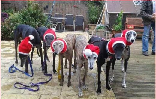 Woman goes viral after knitting cosy hats and dresses for homeless dogs