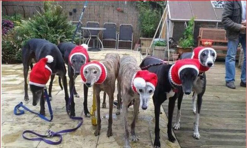 Woman goes viral after knitting cosy hats and dresses for homeless dogs