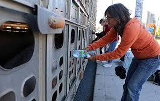 Animal right activist arrested for giving pigs water on hot day
